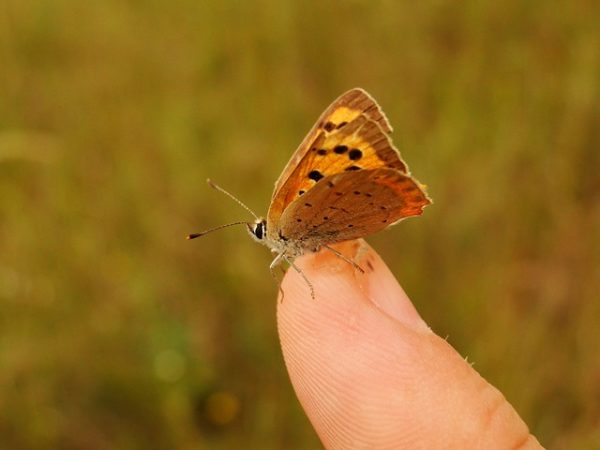 夢占いで蛾の夢は警告を意味する 21パターンの意味まとめ 夢意味 Com