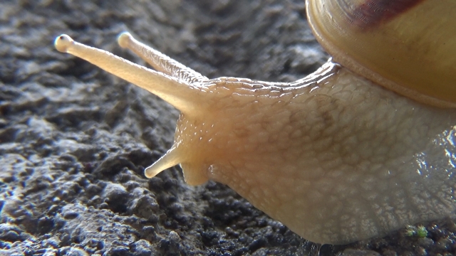 夢占い カタツムリの夢は進歩を意味する パターンの意味まとめ 夢意味 Com