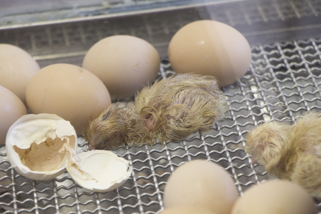 夢占いでひよこの夢の意味は のパターン別心理状態まとめ 夢意味 Com