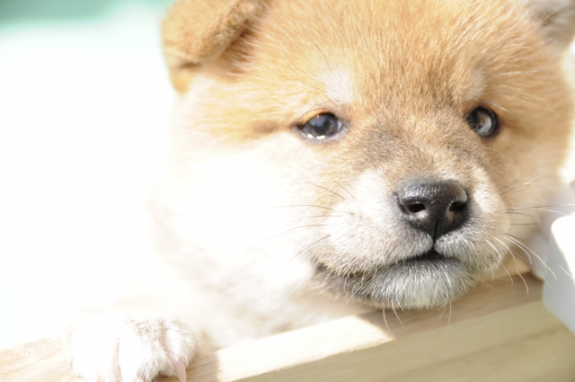 夢占いで子犬の夢の意味は 36のパターン別心理状態まとめ 夢意味 Com