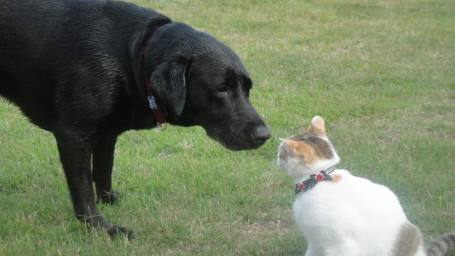 夢占いで犬の夢の意味は 50のパターン別心理状態まとめ 夢意味 Com