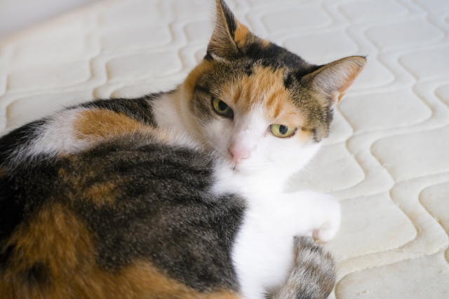 猫の夢の意味を診断！36のパターン別心理状態まとめ！ - 夢意味.com
